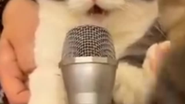 Cute cat sound ||cute sound of cat