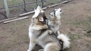 Alaskan Malamutes