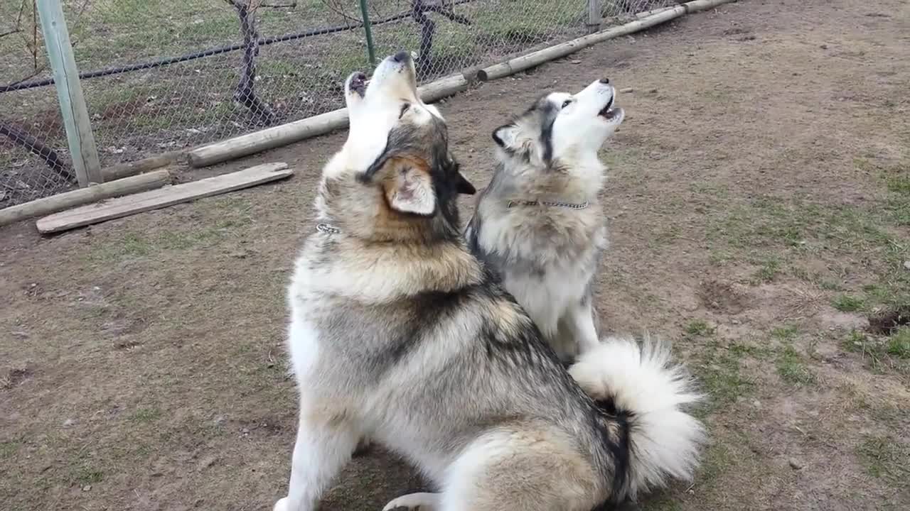 Alaskan Malamutes