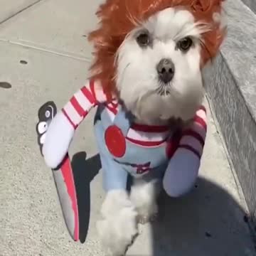 Best videos of these amazing funny animals 2022 #shorts