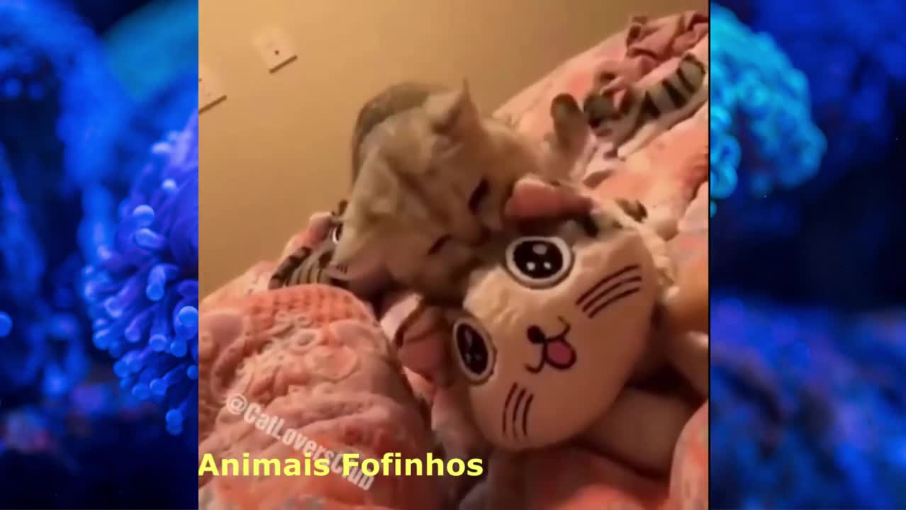 Animais Fofinhos | #Animais_Fofinhos