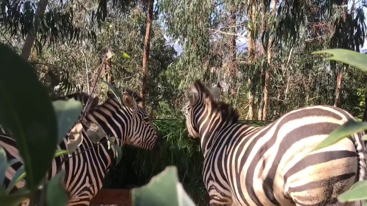 A zebra