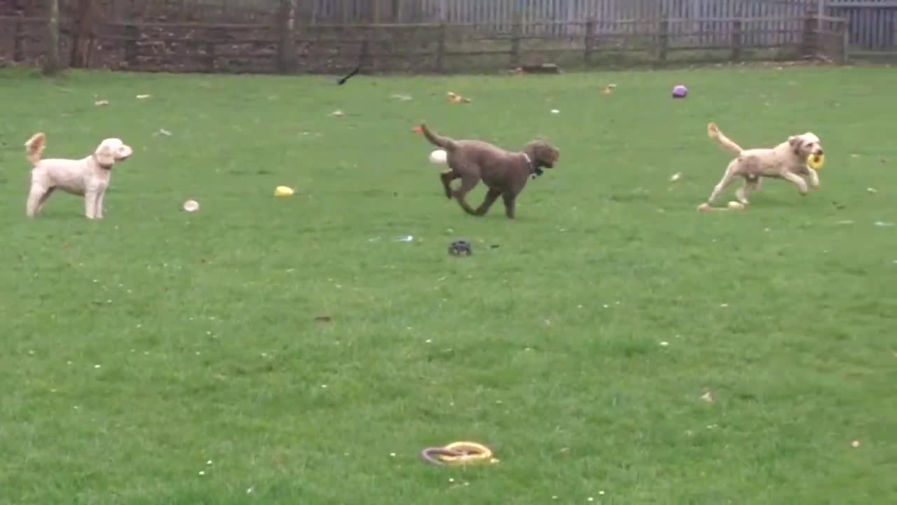 Dog training