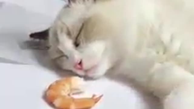 Cat Vs Shrimp