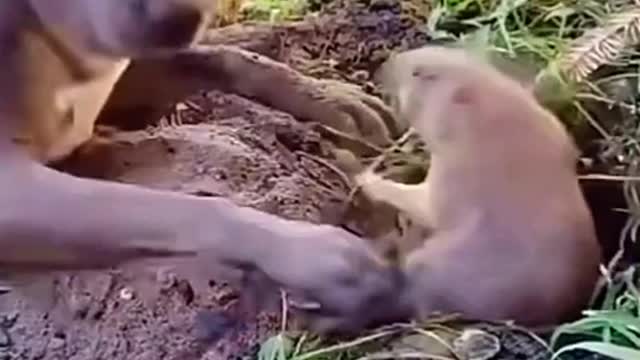 Go Away Dog Funny Video