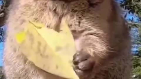 Animal eating video