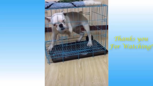 Dog in cage | Would you also dare to open this cage???