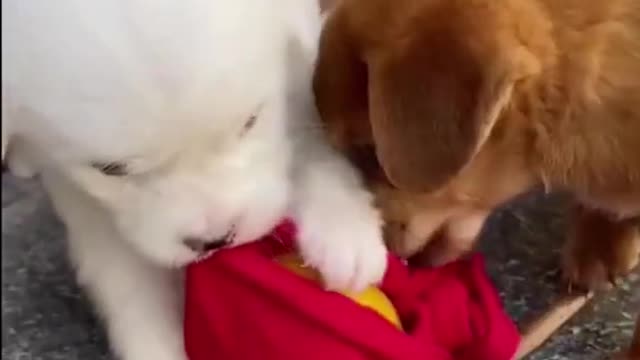 Small Dogs Leave From Home
