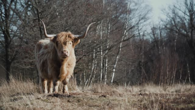 Look at this Cow of Scotland