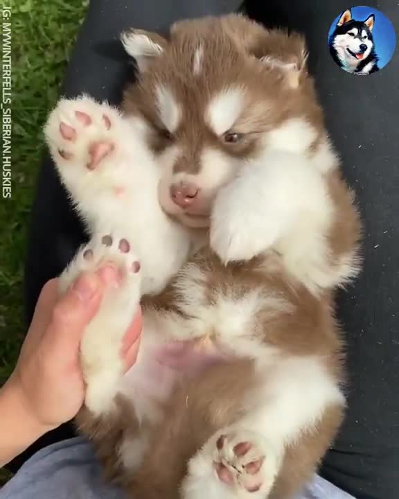 One of the Cutest Husky Puppy You're Going To See Today