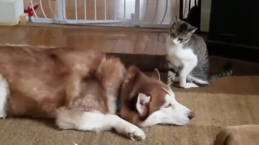 like dogs and cats