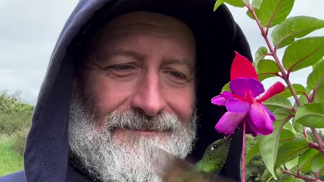 Hummingbird Dances From Man's Cap To Bloom