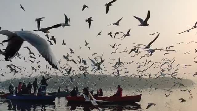 Group of birds flying close to the passengers Next to the Eiffel Tower