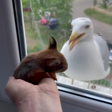 Baby Squirrel Startles Seagull Off Window Ledge 😁😁😁