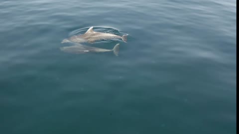 Two Dolphin Make Friendship🥰