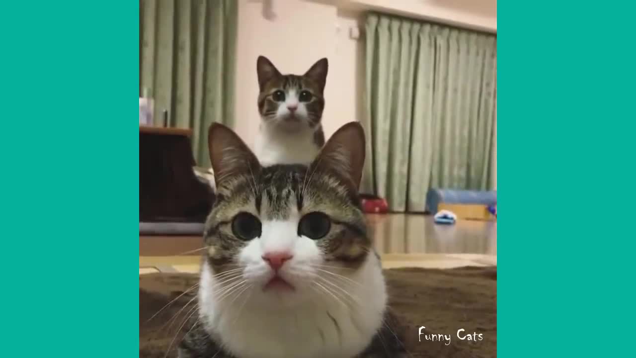 Crazy Cats, Funny Cats! Try not to laugh!