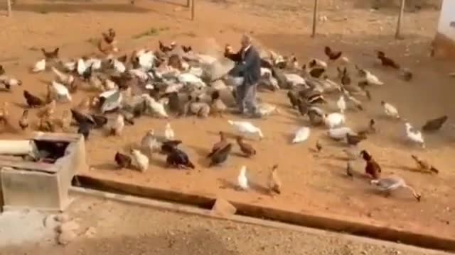 man make his chickens circle to eat