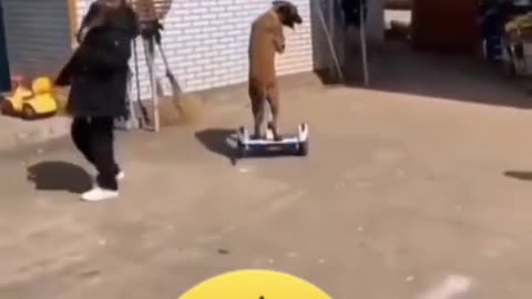 Hoverboard dog.