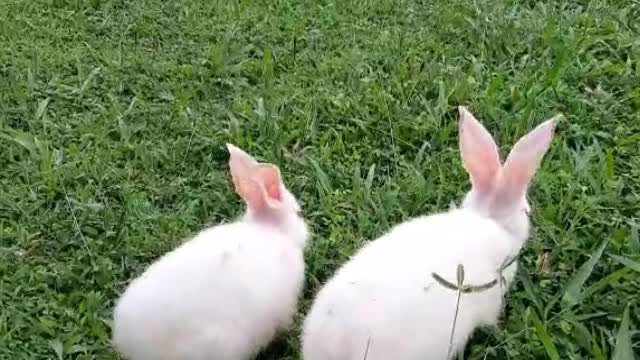 Bunny love with together