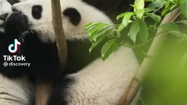 🐼 panda enjoy and eating grass with his family in the jungle cute Panda puppy and eating food