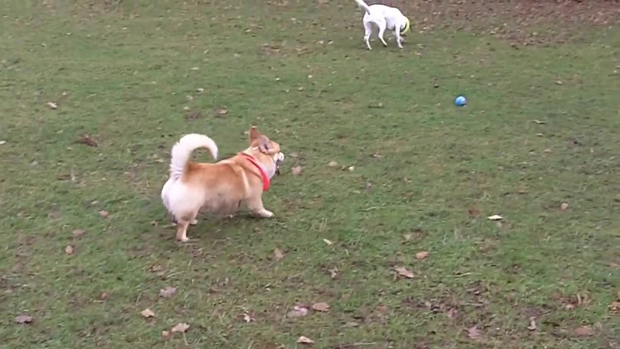 Corgi Marshall with Phoebe.