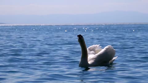 BEAUTIFUL SWAN / DUCK RELAXING VIDEO !!!