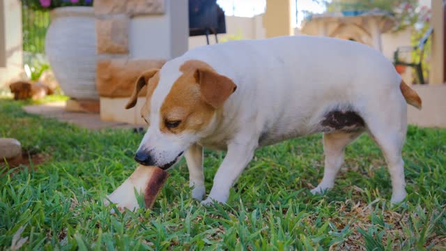 this bone is mine