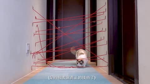 【Part 2】Cats and dog execute the impossible mission, crossing the infrared zone is super funny.