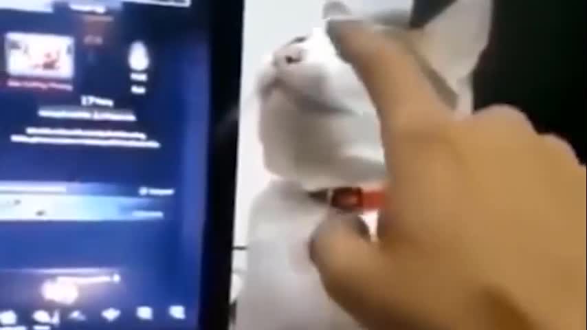 Funny Animals Compilation 🐱