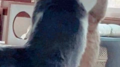 Funny animal videos 🤣😂