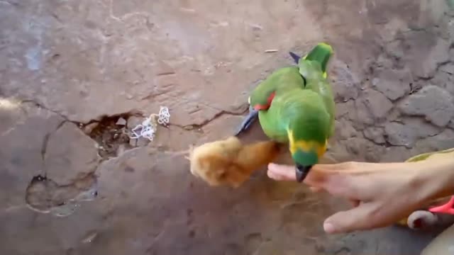 WHO WIN ? CHICK X PARROT