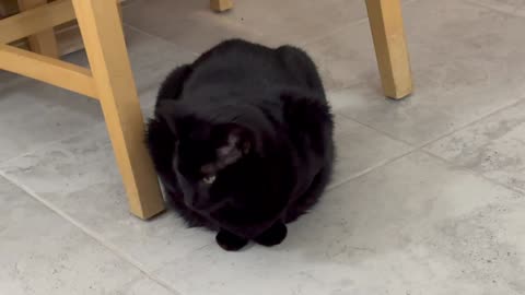 Adopting a Cat from a Shelter Vlog - Cute Precious Piper is a Floor Loaf