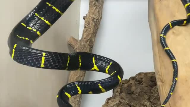 King Cobra Snake | Black cobra