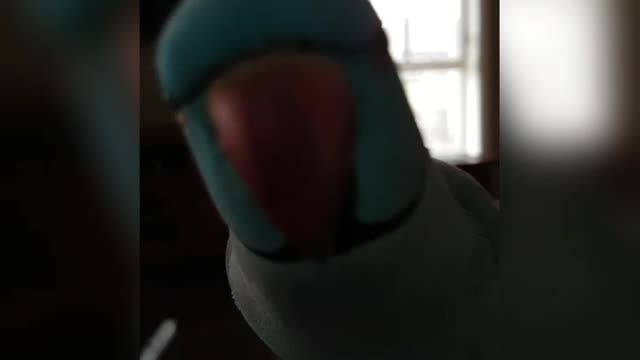 Talking parrot playing peek-a-boo with owner