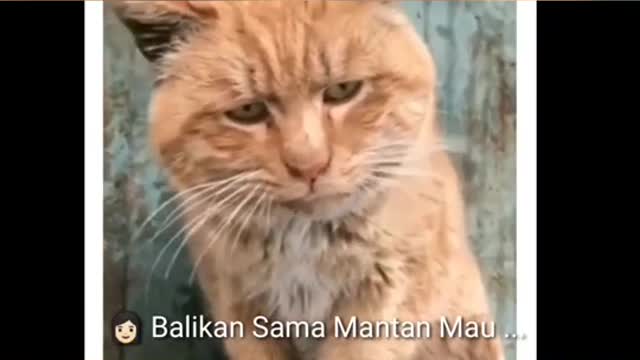 Kocak Funny Cats Make You Laugh Short Video Cats Don't Want lucu