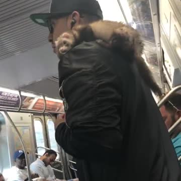 Guy has a ferret on his shoulder on subway train