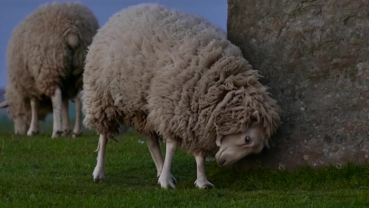 Sheep Scratching On Rocks