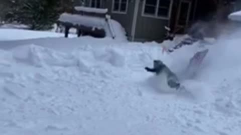 Man Sleds Down