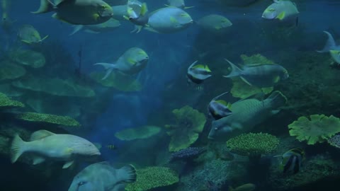 View of big tropical fishes random swimming in aquarium with corals