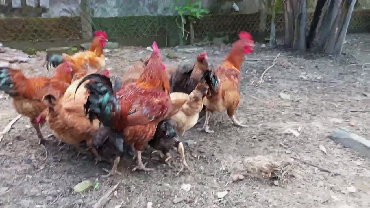 Raise Chicken Farm _ Rooster takes care of the chickens