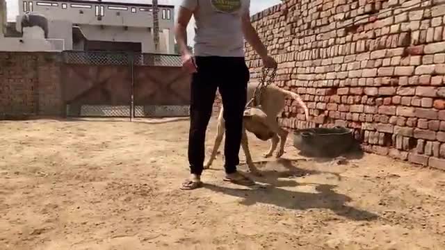 World's biggest Dogs😱 | Indian Royal Breed Bully Kutta