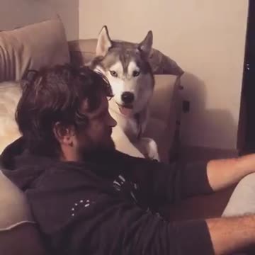 Back-Talking Husky Tries To Present Convincing Arguments