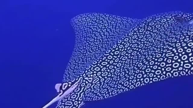 Spotted eagle stingray glides majestically past scuba diver