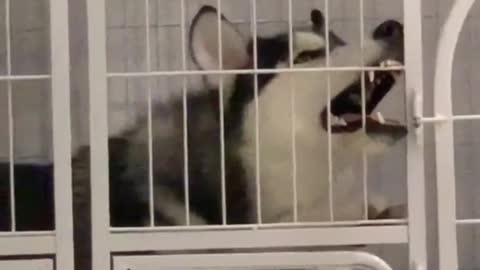 Husky punished by owner for making mistakes