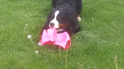 Cute Bernese Mountain Dog Puppy Playing