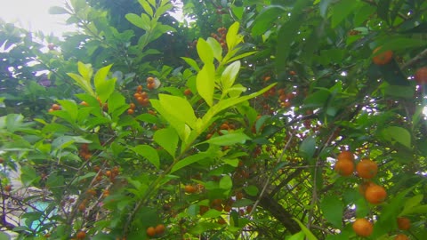 Unknown Berry