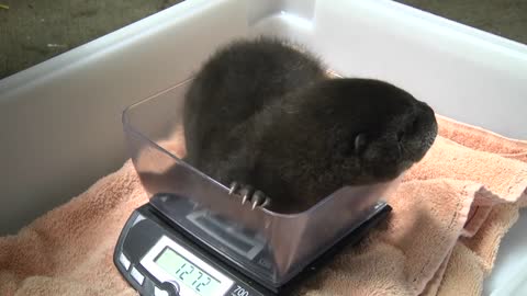 58 Seconds of Baby Otters Squeaking