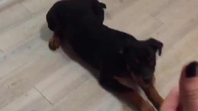 Rottweiler Shows Off Oscar-Worthy Acting Skills