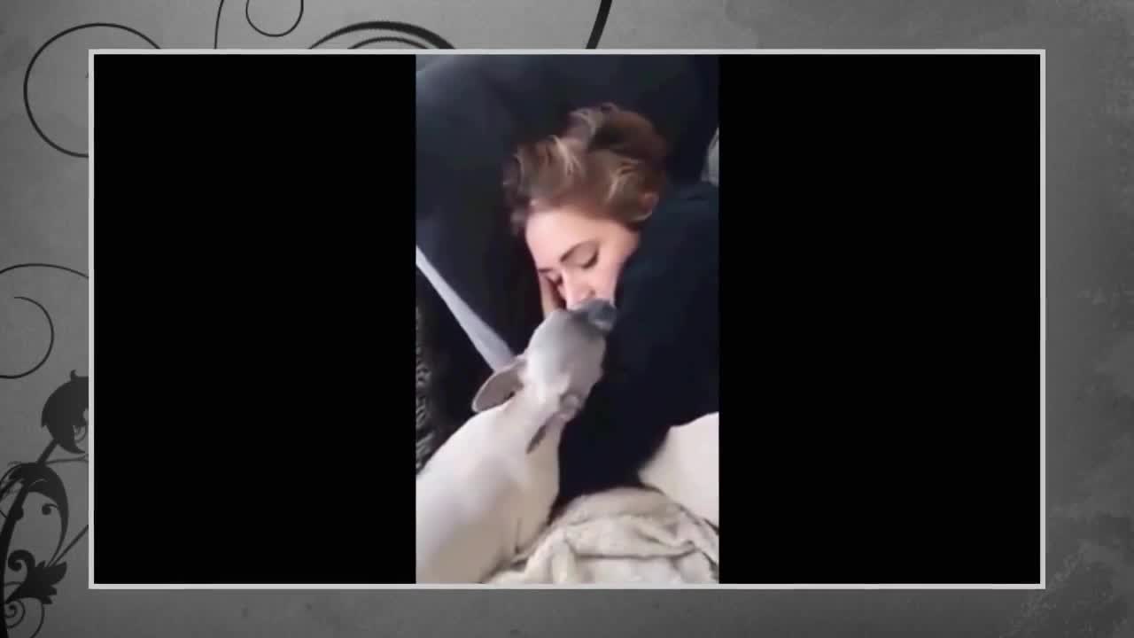 Best Funny Animal 2015 - Sweet kissing