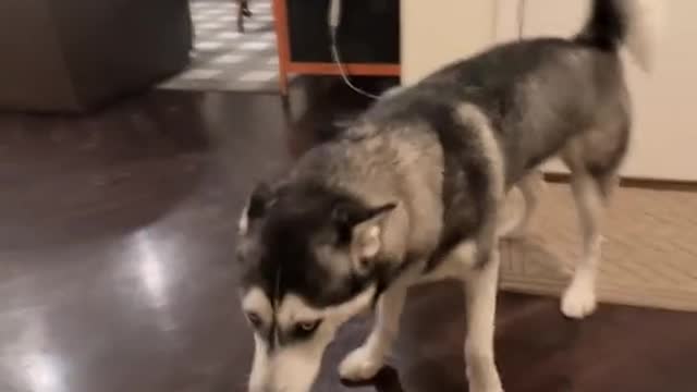 My Husky Want To Fight With Me